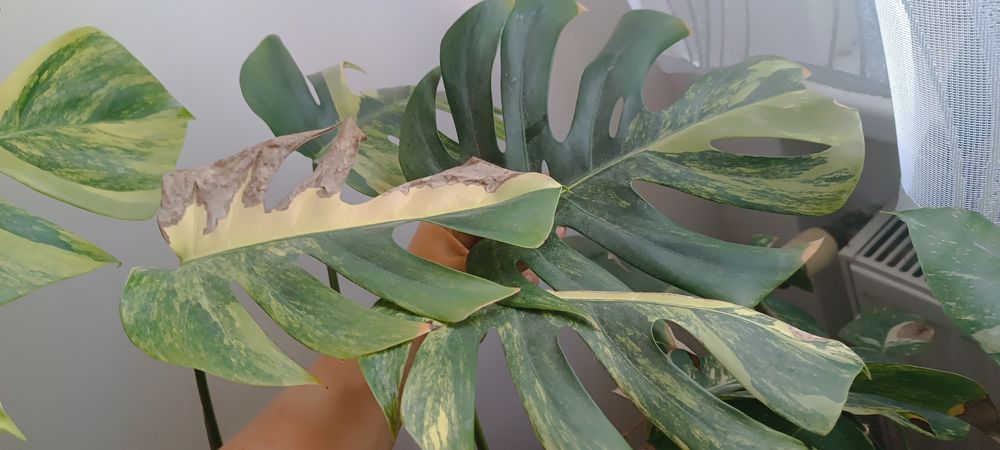 Monstera Yellow marmorata Aurea