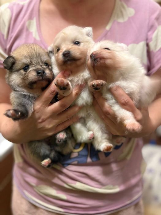 Очаровательные детки кучеряшки той пудель