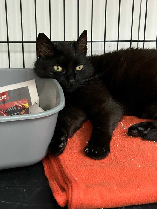 Słodka Melasa szuka domu