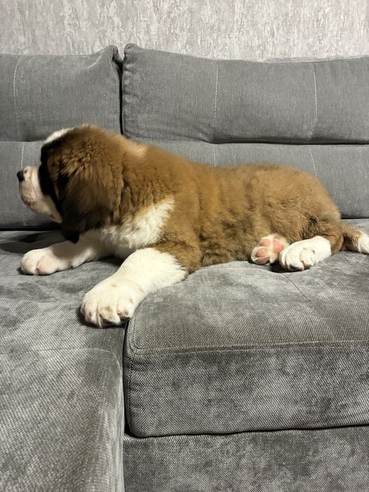 Сенбернар цуценя Дівчинка