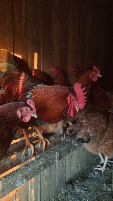 Koguty Rosa 6-cio miesięczne