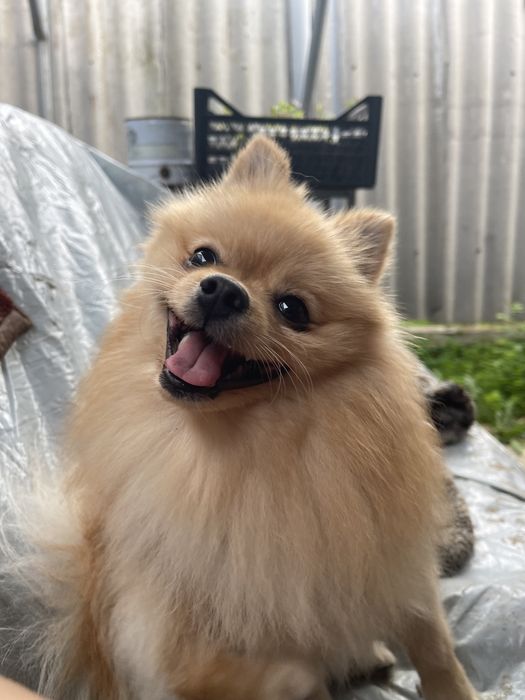 Ищу невесту