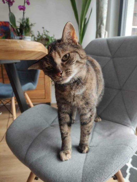 Lea - kocia księżniczka na tropie swojego człowieka