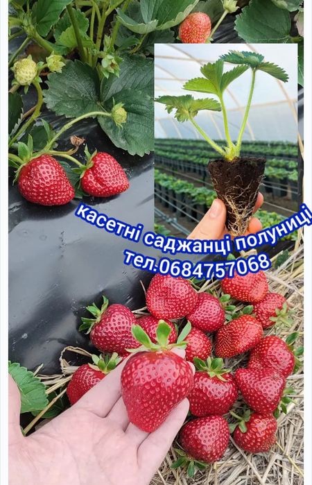 Копанка,Касетні саджанці полуниці від Фріго маточника,великоплідна,мор