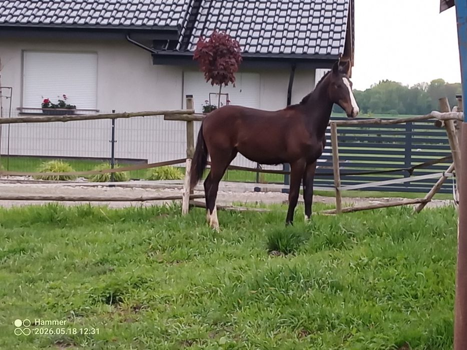 Sprzedam ogierka.