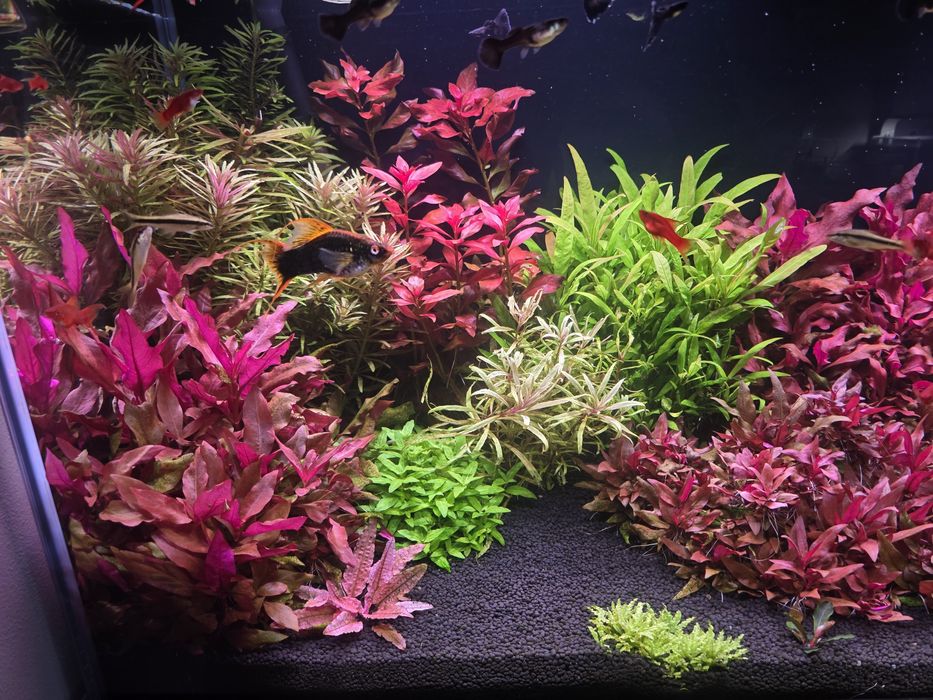 Sprzedam rośliny akwariowe