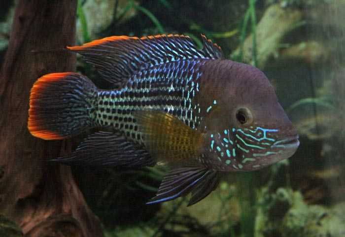 GB Akara Pomarańczowopłetwa - dowóz ryb!