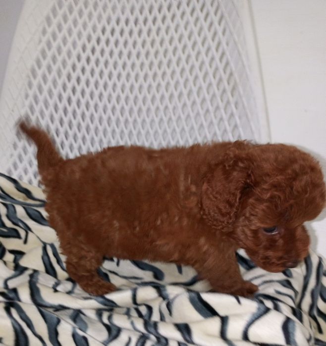 Той- Пуделя хорошої якості!