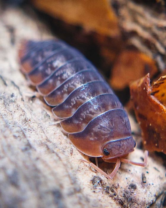 Sinodillo sp. "Vietnam", isopody, 10 szt.