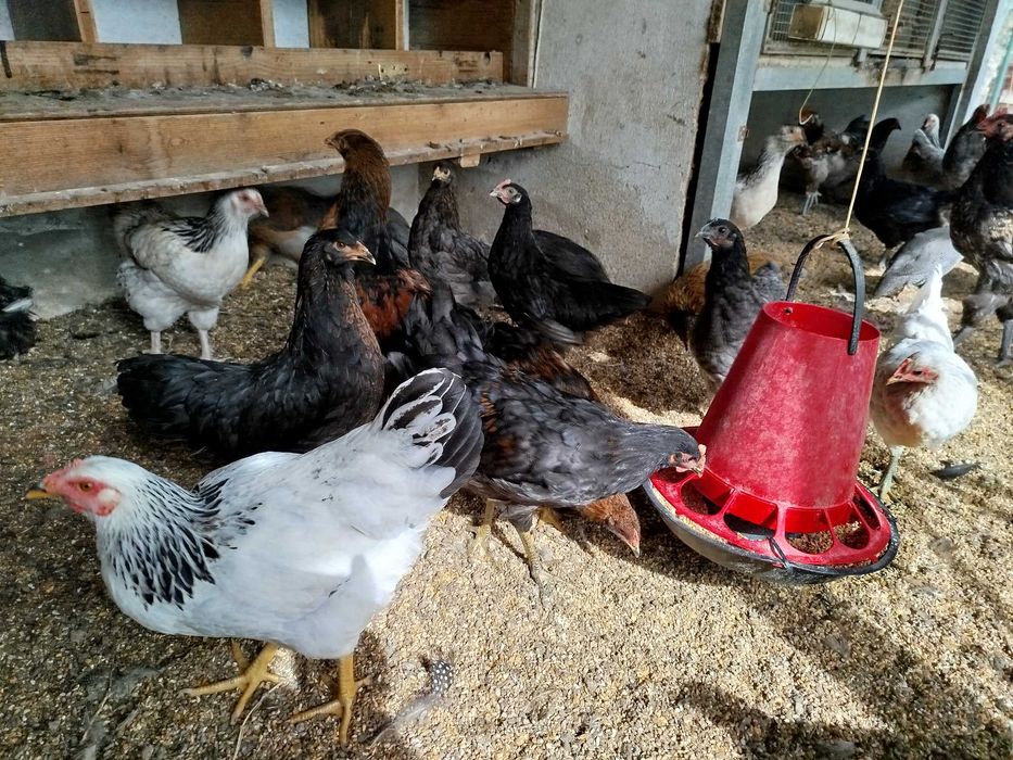 Frangos Galos galinhas Ovos Galados Patos e Fracas Ovos Galados