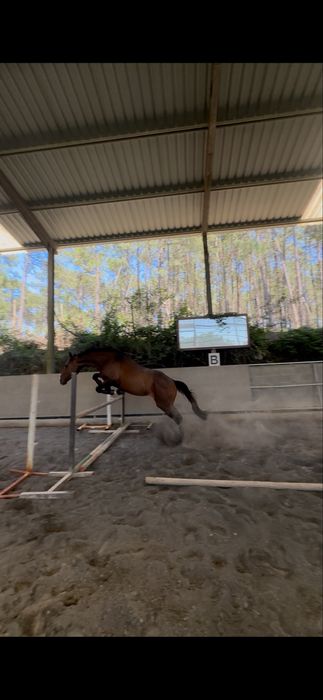 Cavalo inteiro á venda