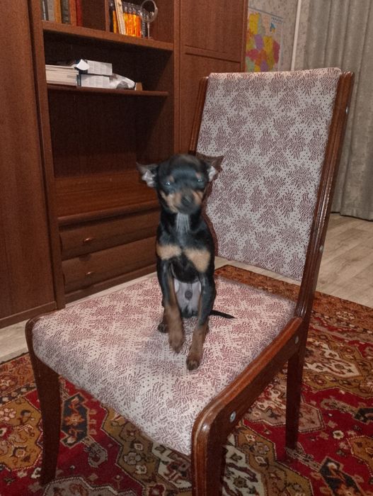 Мини Той терьер мальчик