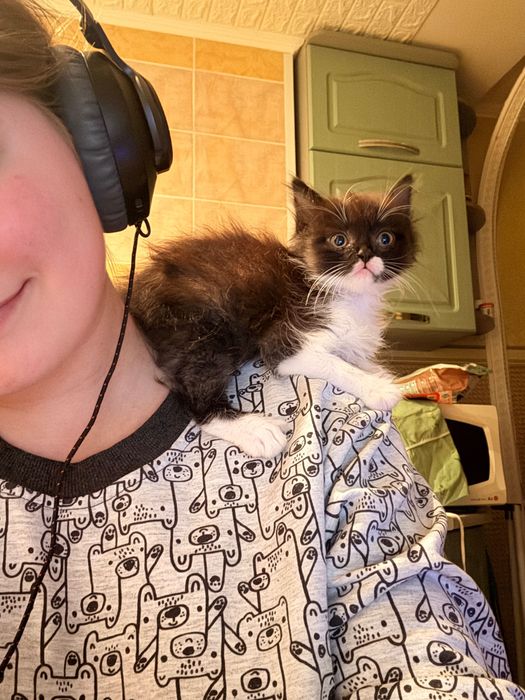 Шукаємо сімʼю для кошенят