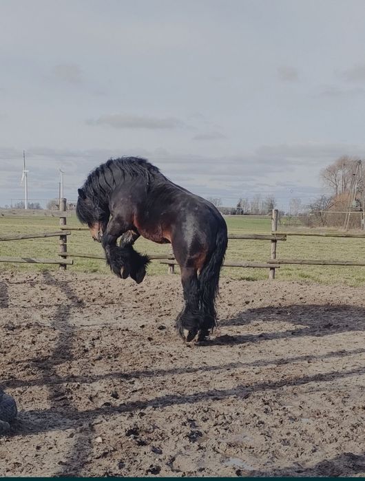 Ogier zimnokrwisty w typie sztumskim