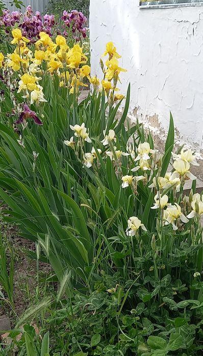 Ірис старі сорти квіти півники