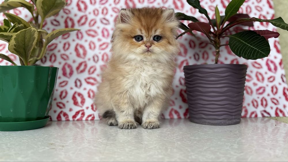 Котик золотої шиншили