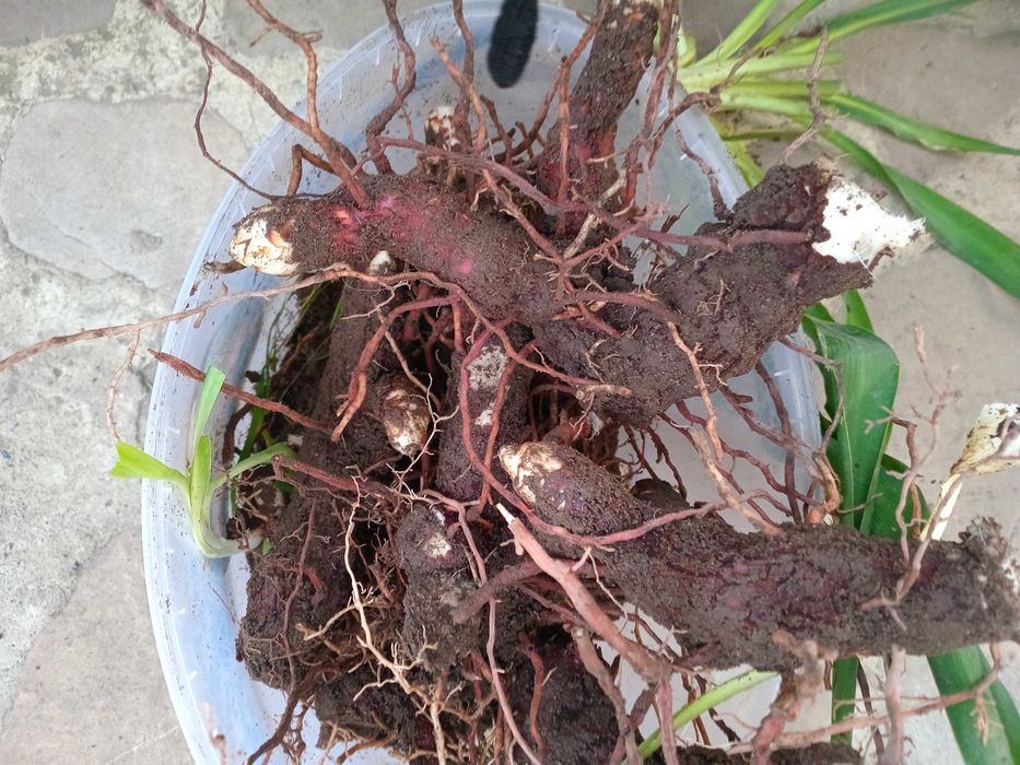 Юка садова бульби