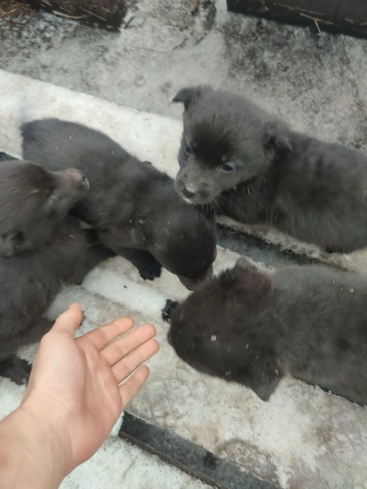 Цуценя щенка собака