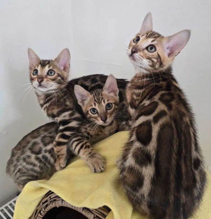 Kocurek Bengalski