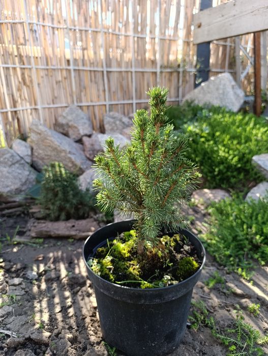 Саджанці хвойних та декоративних рослин