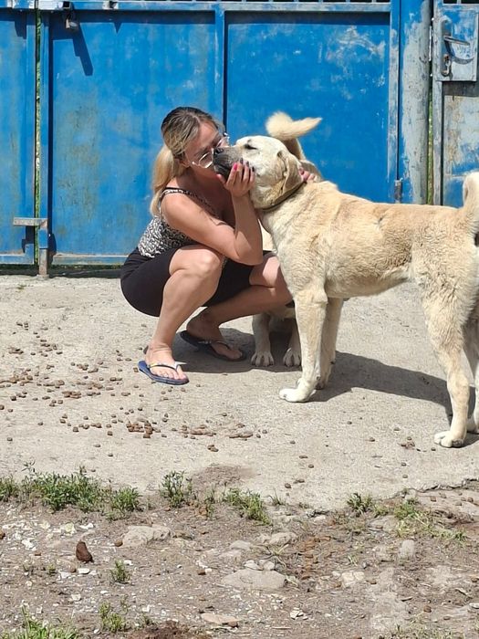 Młoda szuczka w typie kangala