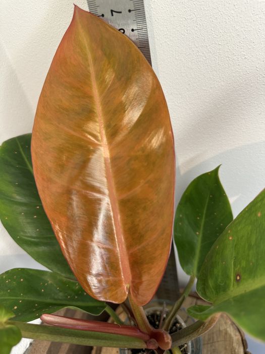 Філодендрон Philodendron  Bonus