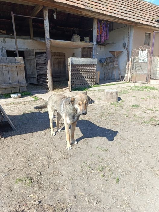 Віддам собачок у свій двір