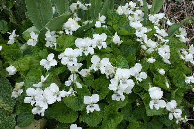 Медуничка. Гарний первоцвіт.