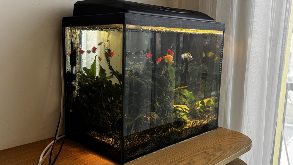 Акваріум 60 л. з грунтом, кришкою, компрессором і рибками