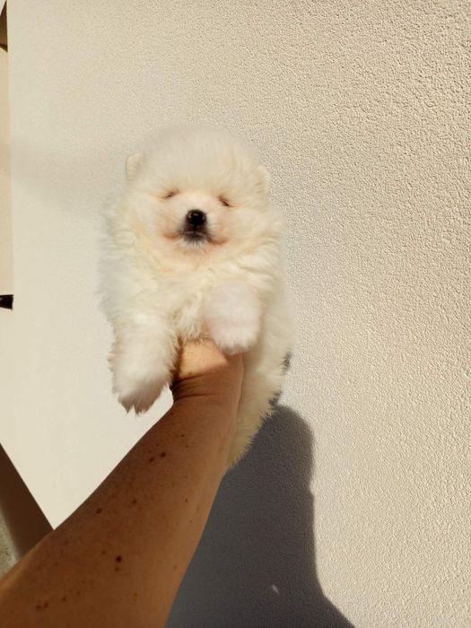 Померанські Шпици гарні ведмедики!