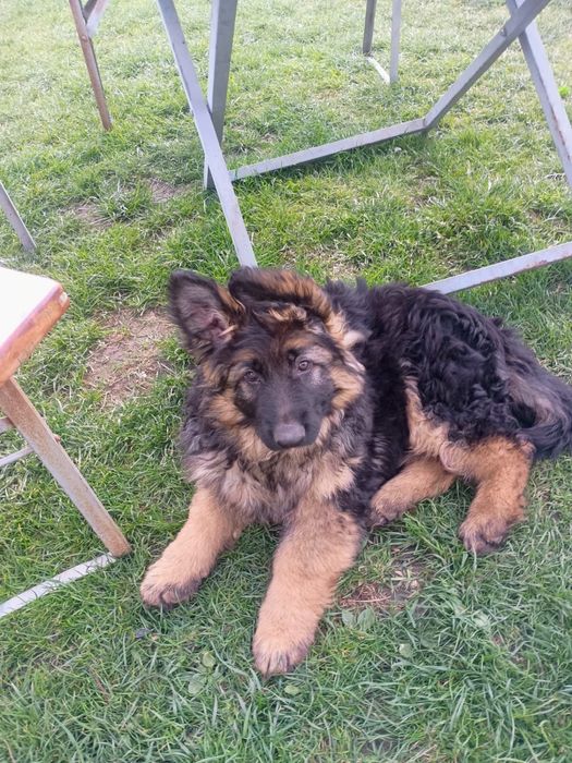 Owczarek niemiecki długowłosy