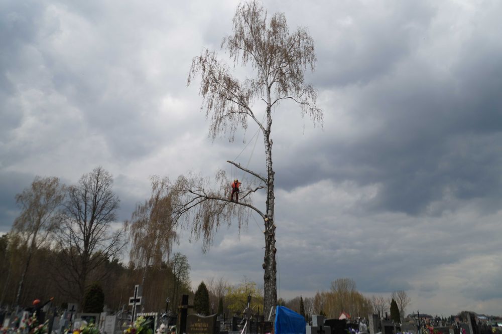 Wycinka, pielęgnacja drzew, usuwanie gałęzi, alpinistycznie, podnośnik