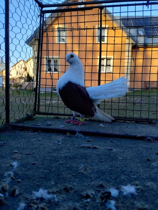 Sprzedam czyliki Rostowski