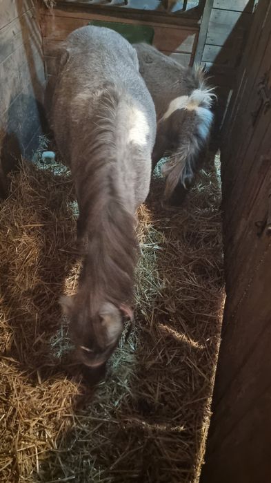 Klaczka 5 lat spokojna