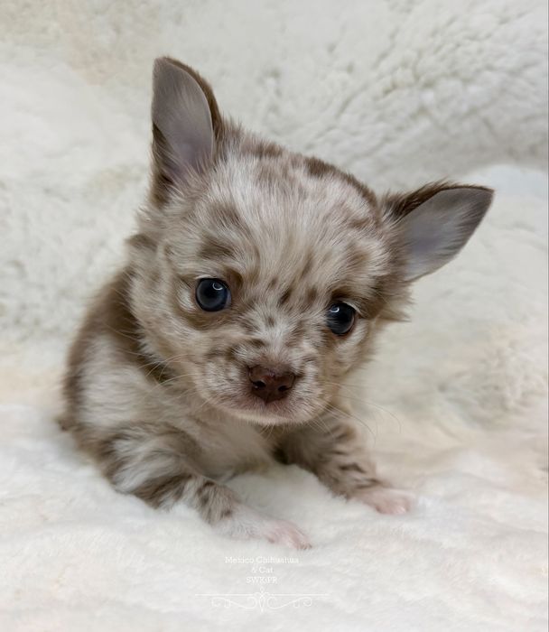 Piesek chihuahua merle długowłosy