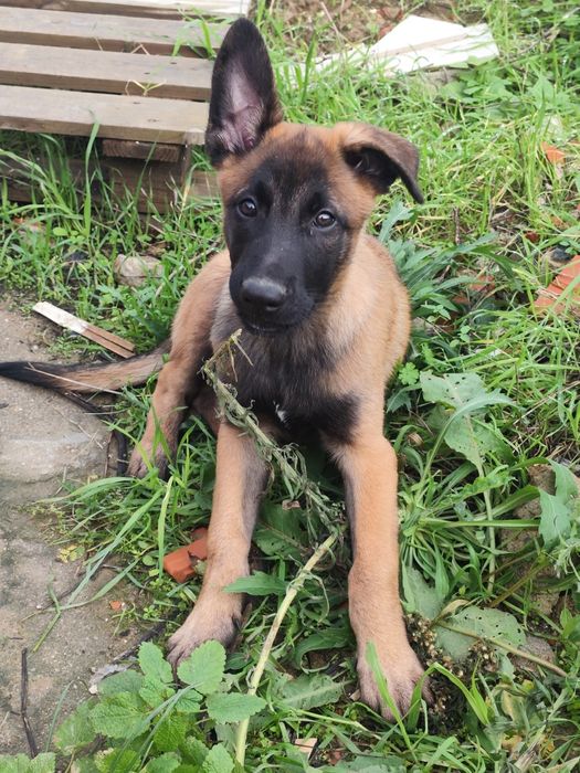 Vende-se pastor belga malinois