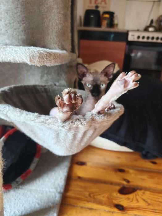Devon Rex FPL super koteczka Harley