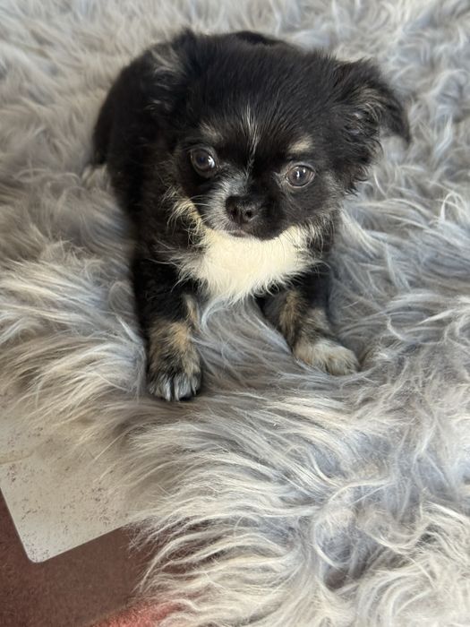 “MENINA“ Chihuahua “MINI” de bolsa , pêlo longo