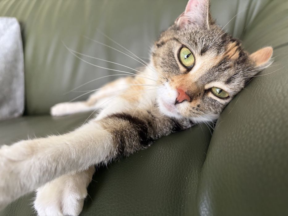 Frea - poszukume domu stalego