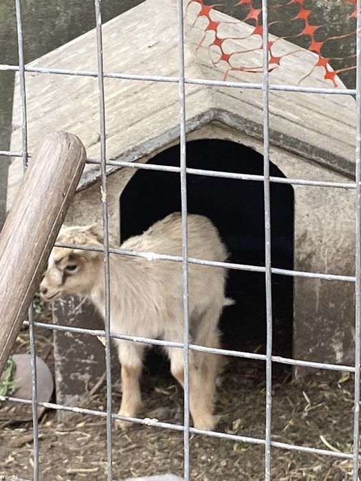 Cabras varias idades