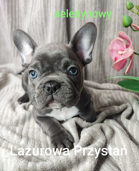 Buldog francuski blue, błękitny, niebieski, szary, piesek