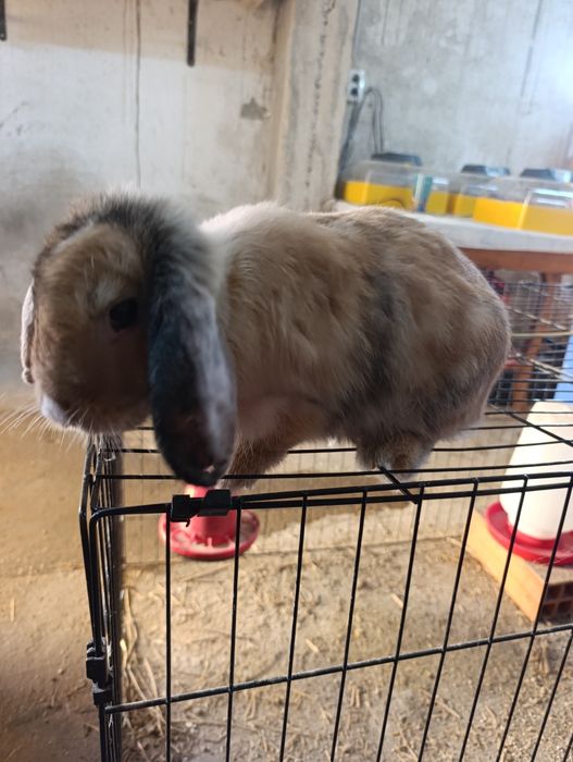 Bebés orelhudos disponíveis