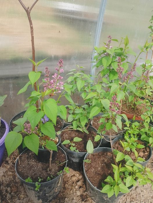 bez, lilak.  pachnący