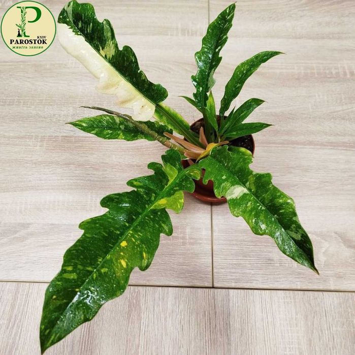 Філодендрон. Вайт Принцес. Біркін Вайт Меже. Пейнтед Леді.