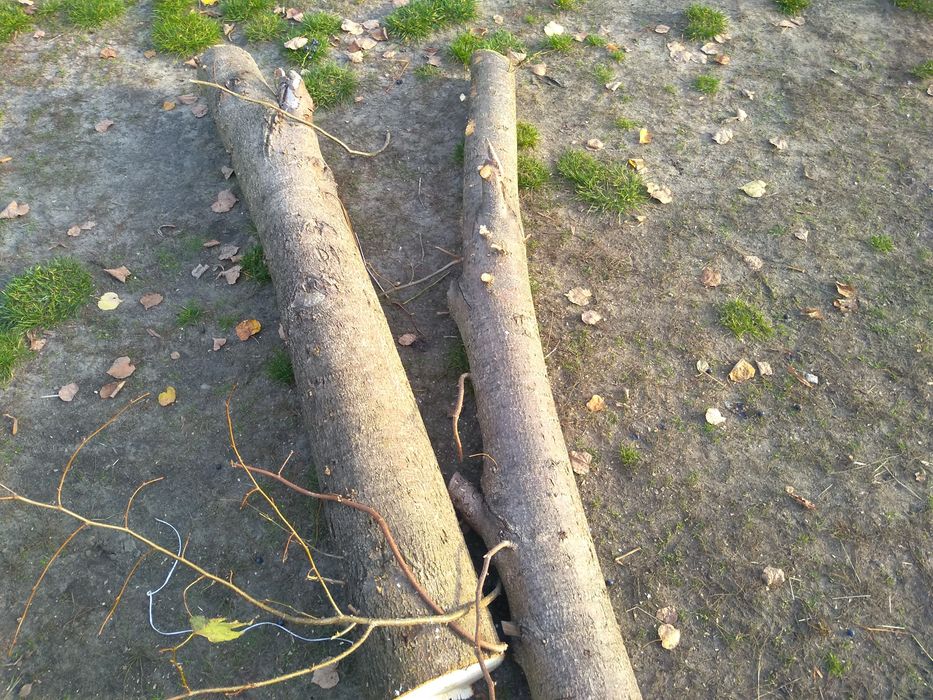 Drewno, drzewo lipowe