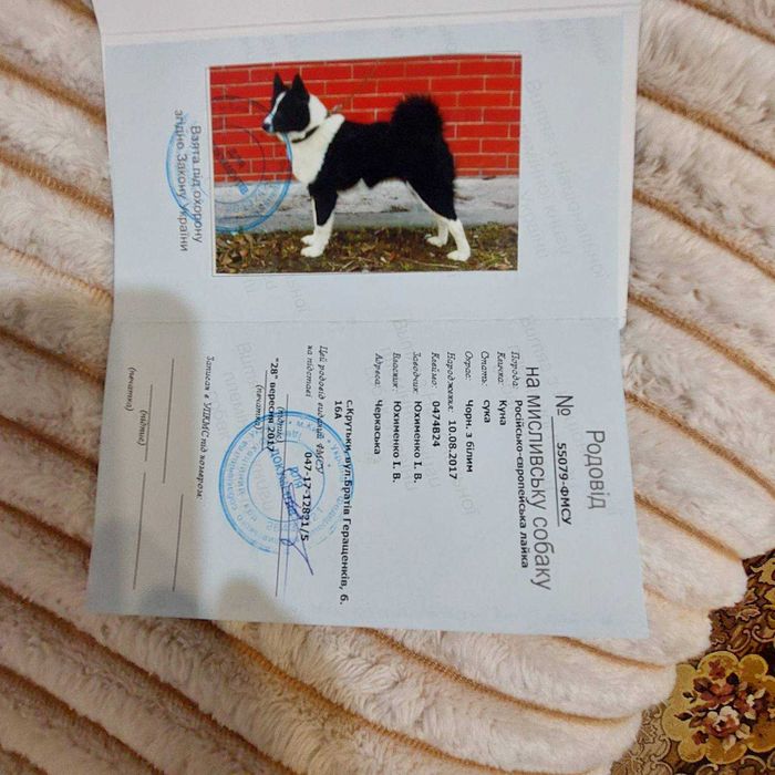 Продам цуценят російсько-європейської лайки