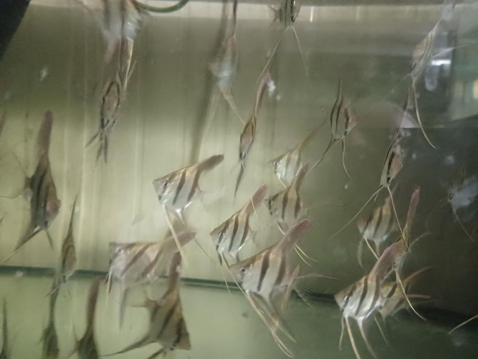 Altum Inirida - ryby akwariowe