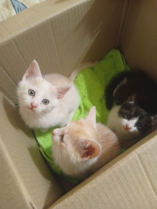 Маленькі кошенятка 2 міс.