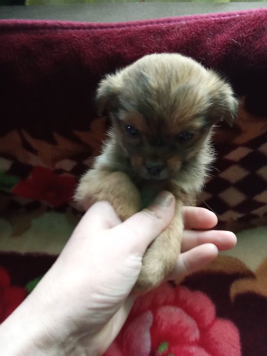 Продаються собачки