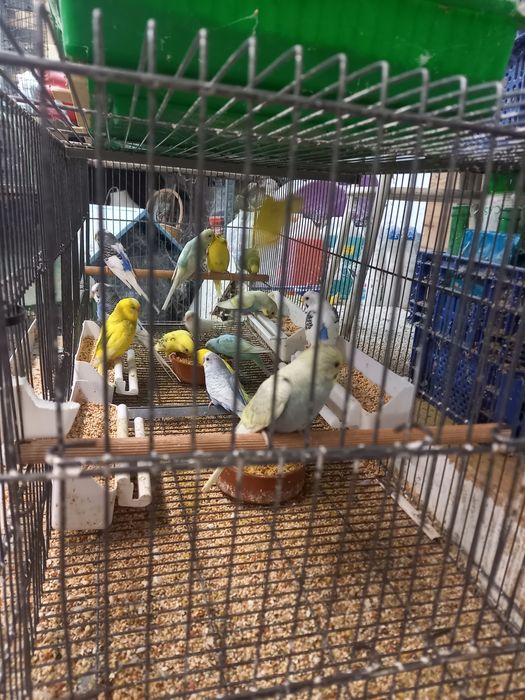 Piriquitos australianos e ingleses